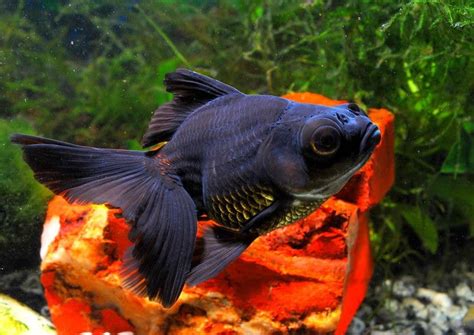 Black Moor Goldfish: Care, Lifespan and Tank Mates - Fish Tank Master