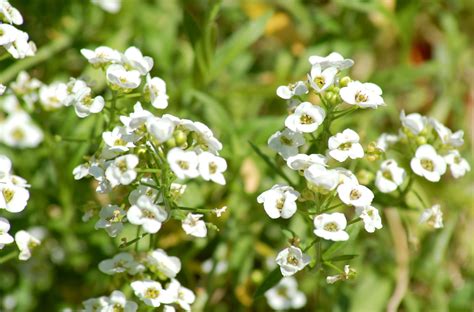 Growing Sweet Alyssum Flowers