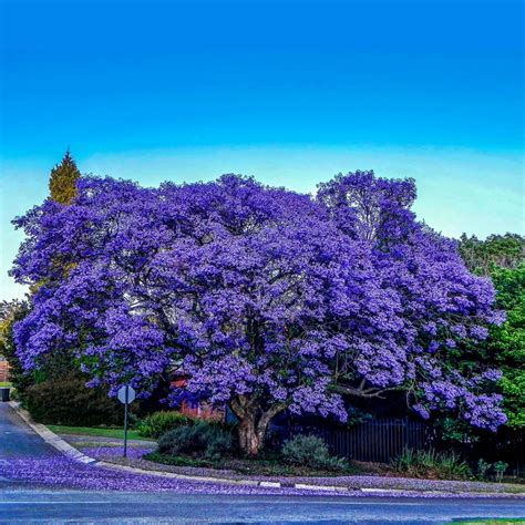 Blue Jacaranda Seeds Blue Jacaranda Seeds (Jacaranda mimosifolia) Price ...