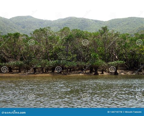 Mangrove Virgin Forest in Amamigunto National Park, Amami Oshima, Kagoshima, Japan Stock Photo ...