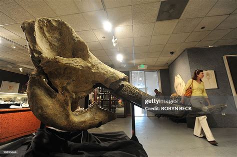 A stegodon skull from the Pleistocene epoch is on display before sale ...