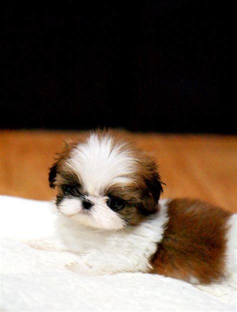 Droll Miniature Shih Tzu Puppies For Sale Near Me - l2sanpiero