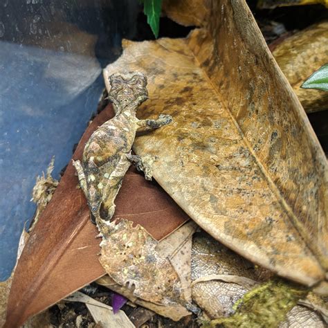 Some nice leaf litter : r/reptiles