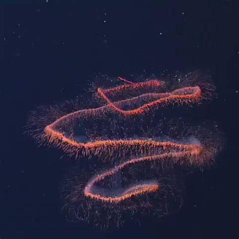 Meet The Giant Siphonophore-Worlds Largest Animal - Top10animal