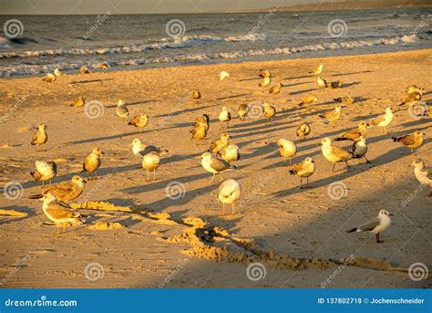 Sea Gulls on a Beach of the Baltic Sea during Sunset Stock Photo ...