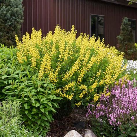 American Goldfinch False Indigo | Sooner Plant Farm