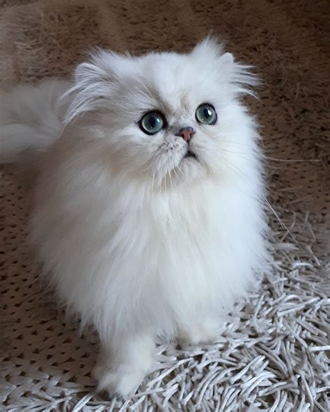 Chinchilla persian cat #cat #animal #persiancat #chinchillapersian #chinchillacat #silverpersian ...