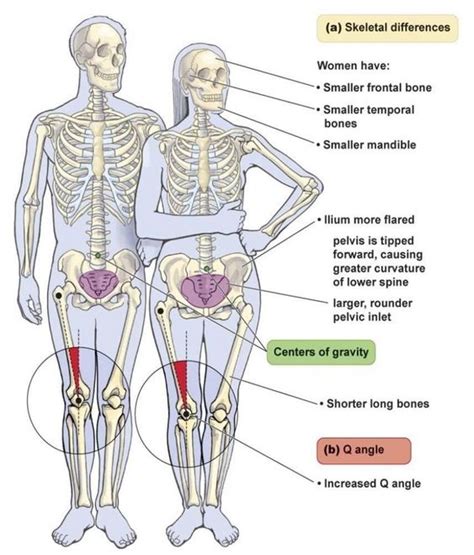 Anatomical variations between male and female bodies and their impact on strength training ...