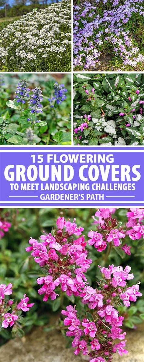 15 of the Best Flowering Ground Covers | Gardener’s Path