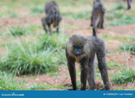 Morning Tour at Ramat Gan Safari Park Stock Photo - Image of animals ...