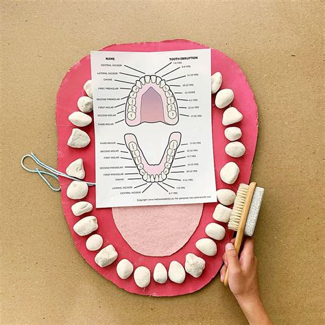 TEETH MOUTH ANATOMY LEARNING ACTIVITY - Hello Wonderful