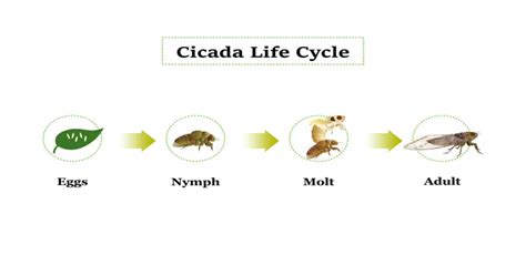 Cicada Life Cycle - Peculiar & Fascinating - Learn About Nature