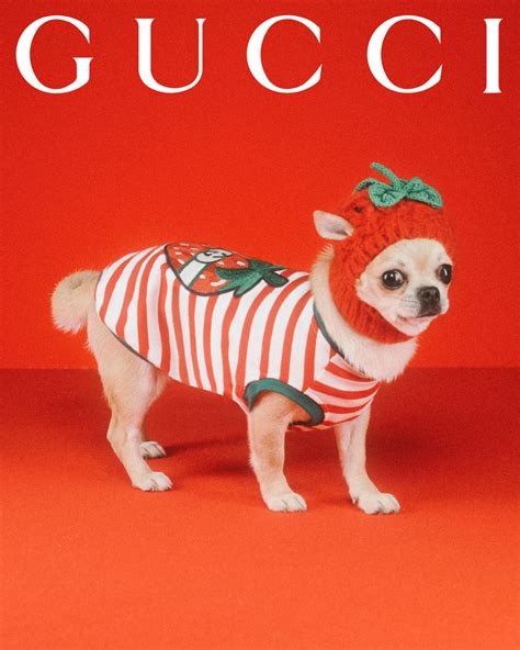 Gucci Introduces Pet Collection