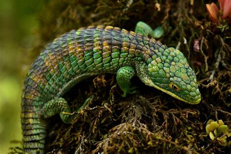 Mexican Alligator Lizard - Complete Care Guide. - Reptileszilla