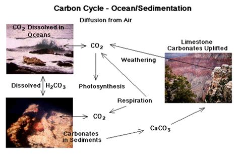 Carbon Cycle - Chemistry LibreTexts