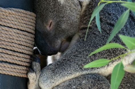 Sleeping Koala Bear Free Stock Photo - Public Domain Pictures