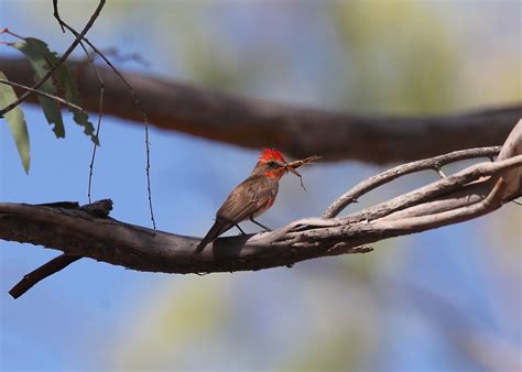 The Azure Gate: Bug Eating Birds: Vermillion Flycatcher