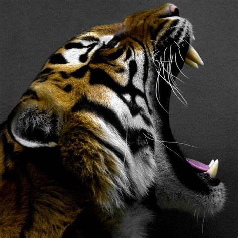 Tiger Roaring Wallpaper