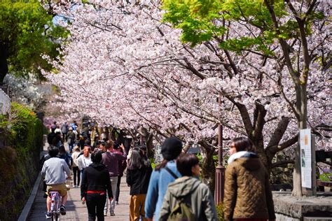 Cherry Blossoms and the Kumamoto Castle Restoration | Nippon.com