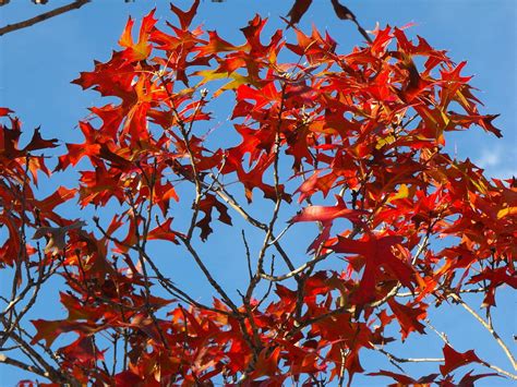 Spanish Oak Tree In Texas Photograph by Rebecca Cearley