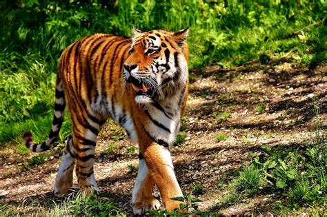 The Most Iconic Rainforest Animal of Indonesia - BorneoScape