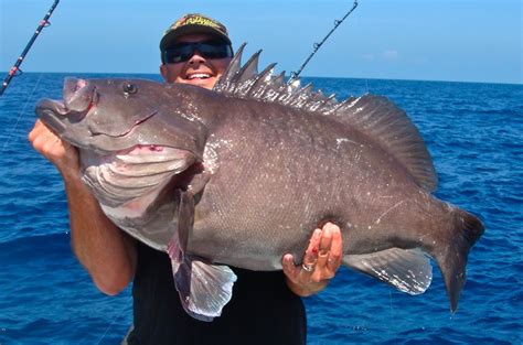 Pin by Carlos de Jesus on Fishes & Ocean | Fish, Monster fishing, Ocean fishing