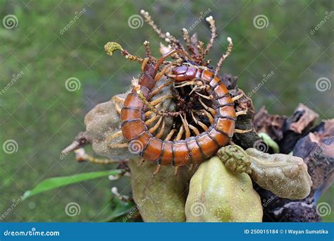 A Centipede is Looking for Prey in the Bushes. Stock Photo - Image of nature, color: 250015184