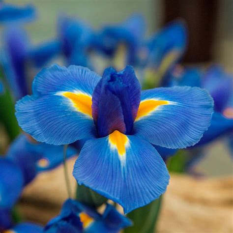 Blue Diamond Dutch Iris | Breck's