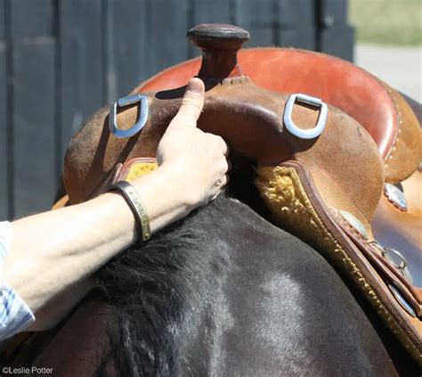 What is a Wither on a Horse? Understand How It Affects Your Horse's ...