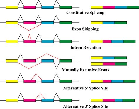 Gene Structure – CHENYUAN