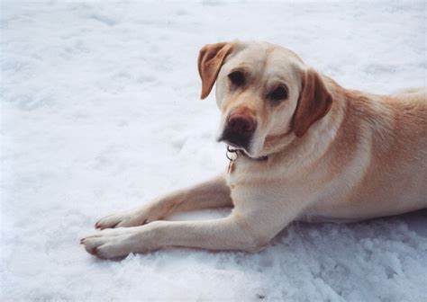 Labrador in Snow Free Photo Download | FreeImages