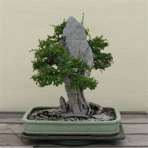 Ancient Bonsai Trees - Chinese elm ( Ulmus parvifolia ) - In training ...