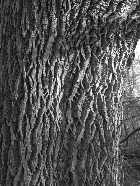 Draw Realistic Tree Bark Textures - Smooth and Rough - Carol's Drawing Blog