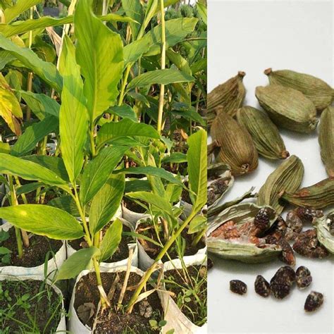 Cardamom Tree - Elaichi Plant - Indian Fragrance Spice Plant in Growbag - Orchidwala