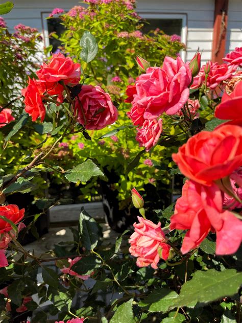 Roses Care for Beginners: A Foolproof Guide to Choosing, Planting, and Nurturing Gorgeous Blooms ...