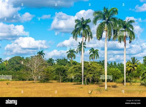 Royal Palm tree in Cuban landscape Stock Photo - Alamy