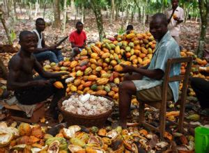 COCOA FARMING AND PROCESSING BUSINESS PLAN IN NIGERIA