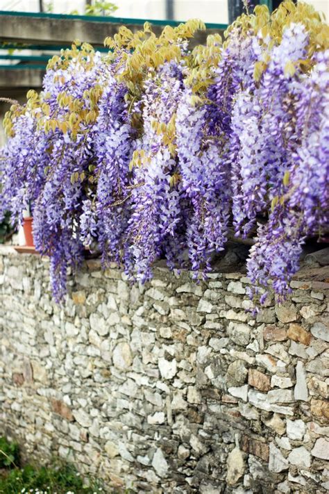 The Perfect Rock Wall Landscaping Plants | Landscaping with rocks, Rock wall landscape ...