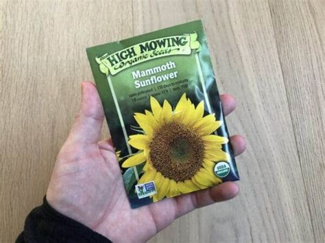 Mammoth sunflower 🌻 🏆 Discover tips and tricks for stunning, giant blooms!