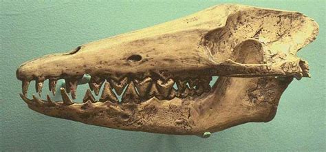 Prehistoric Whale fossil, Skull, (Pakicetus inachus) {!--고대고래 두개골 화석 ...