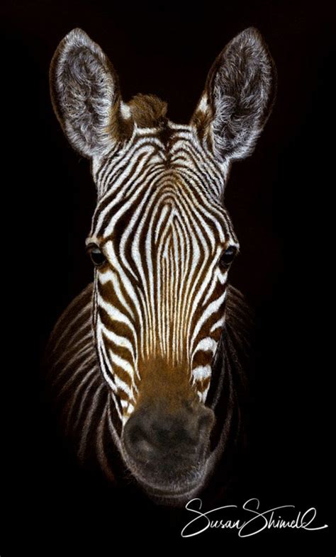 Cape Mountain Zebra Greeting Card. Artist Susan Shimeld