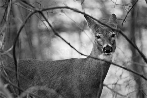 Black And White Photo Of A Deer Stock Image - Image of interesting, ears: 64048653