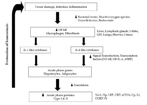 Acute phase response in animals triggered by infection, tissue damage... | Download Scientific ...