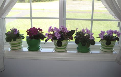 Struggle with houseplants? Give African violets a try | The Spokesman-Review