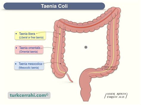 Anatomy of the Colon | turkcerrahi.com