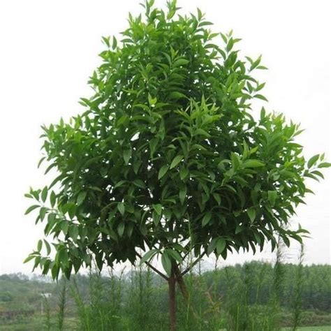 Indian Sandalwood Tree Seeds (Santalum album) – Under The Sun Seeds in 2020 | Tree seeds, Indian ...