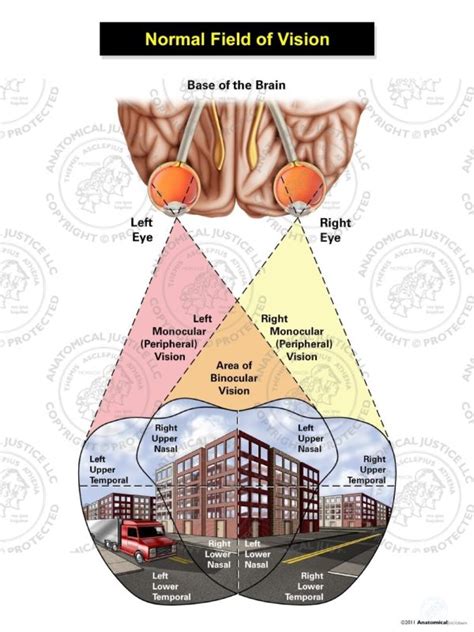 Normal Field of Vision