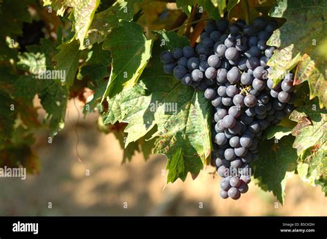 Sangiovese grapes in vineyard - Chianti region Tuscany Italy Stock Photo - Alamy