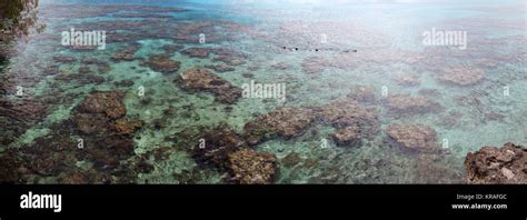 Snorkeling In New Caledonia Stock Photo - Alamy