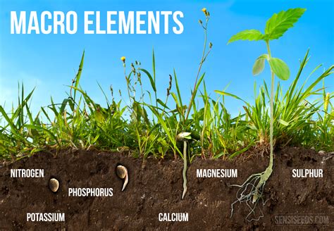 Mineral nutrition for cannabis - Macroelements